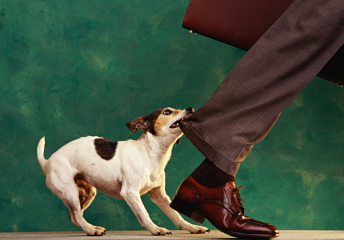 DOG 'NIPPING AT YOUR HEELS'